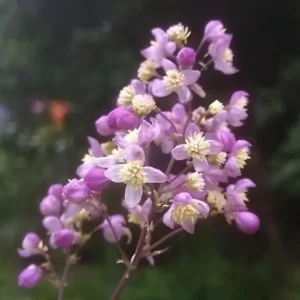 Thalictrum 'Elin'