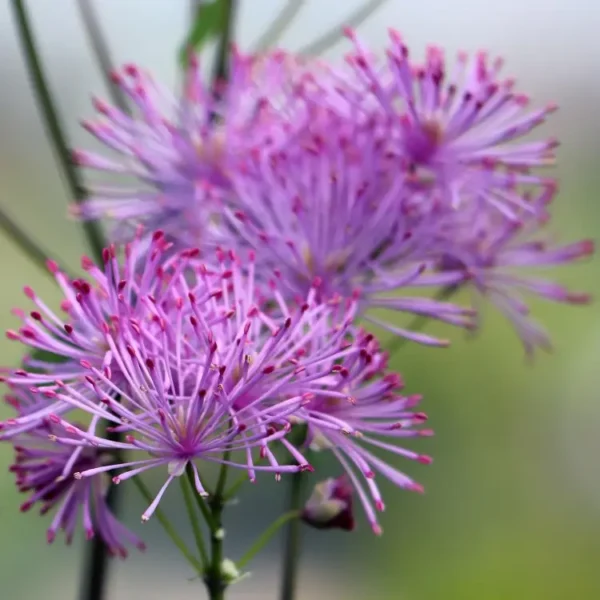 Thalictrum aquilegifolium 'Nimbus Pink'