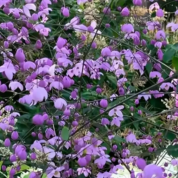 Thalictrum 'Purple Wings' - Image 2