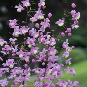 Thalictrum 'Purple Wings'