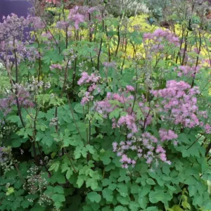 Thalictrum aquilegifolium 'Black Stocking'
