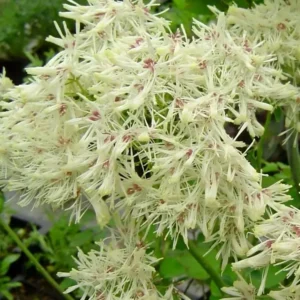 Thalictrum aquilegiifolium 'Album' (French meadow rue)