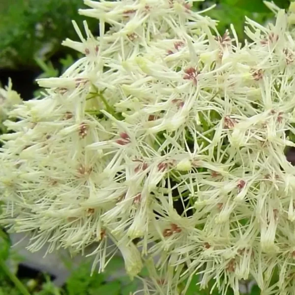 Thalictrum aquilegiifolium 'Album' (French meadow rue) - Image 3