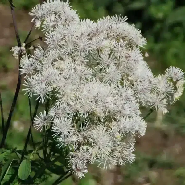 Thalictrum aquilegiifolium 'Album' (French meadow rue) - Image 2