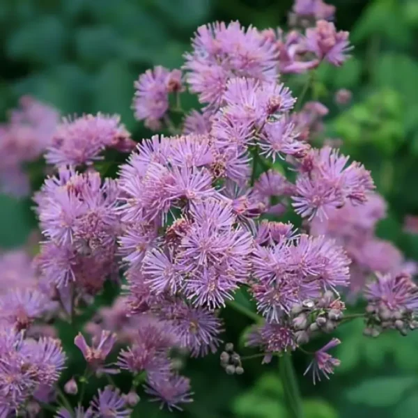 Thalictrum aquilegiifolium 'Thundercloud' - Image 3