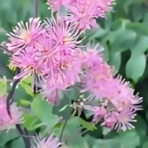 Thalictrum aquilegiifolium 'Thundercloud'