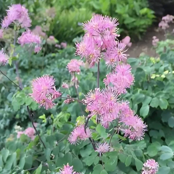 Thalictrum aquilegiifolium 'Thundercloud' - Image 2