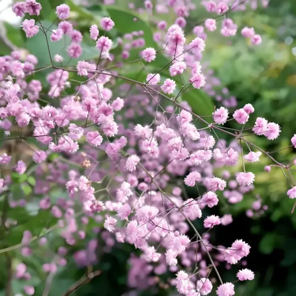 Thalictrum delavayi 'Hewitt's Double' - Image 2