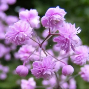 Thalictrum delavayi 'Hewitt's Double'