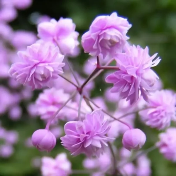 Thalictrum delavayi 'Hewitt's Double'