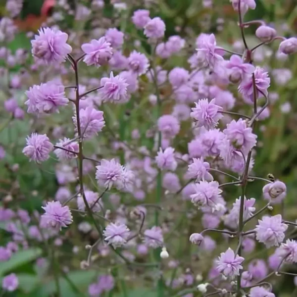 Thalictrum delavayi 'Hewitt's Double' - Image 3