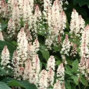 Tiarella 'Spring Symphony'