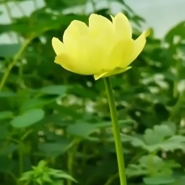 Trollius × cultorum New Moon 1