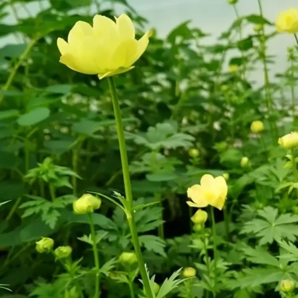 Trollius × cultorum New Moon 2