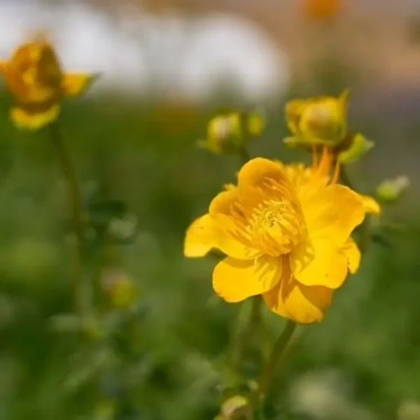 Trollius chinensis Golden Queen 1