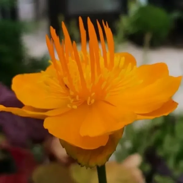 a close up of a flower