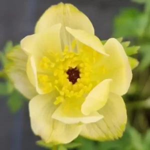 Trollius x cultorum Cheddar 1