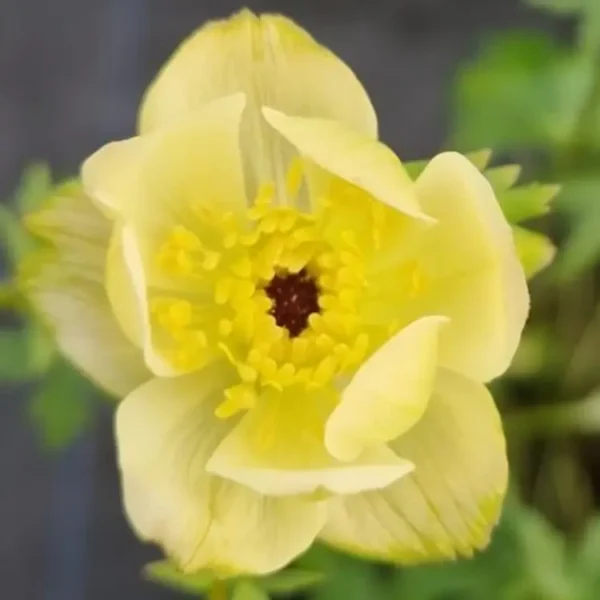 Trollius x cultorum Cheddar 1