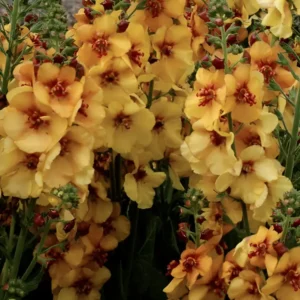 Verbascum Honey Dijon 2