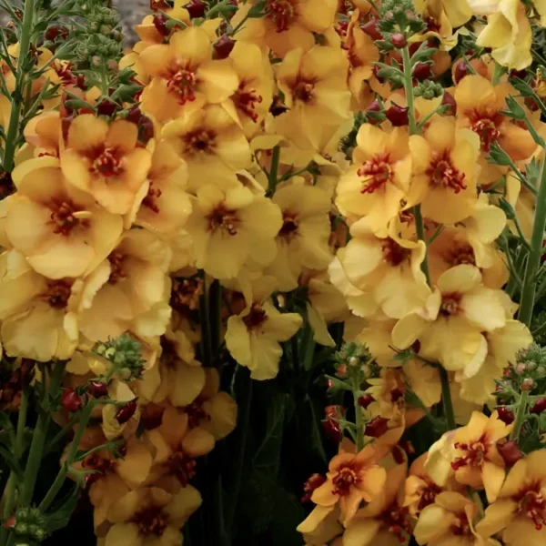 Verbascum Honey Dijon 2