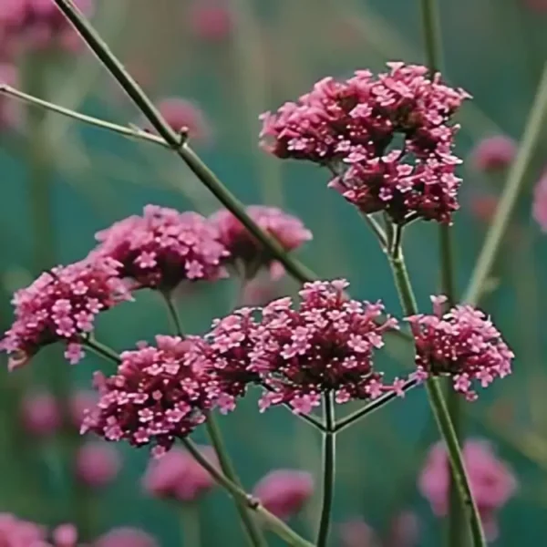 Verbena Bonariensis Buenos Aires 1