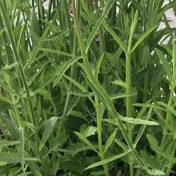 Verbena Bonariensis Buenos Aires 2