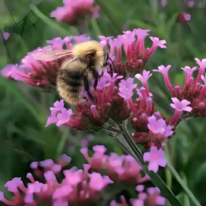 Verbena bonariensis Lollipop 1