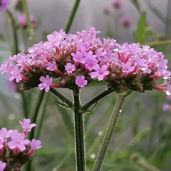 Verbena bonariensis Lollipop 2