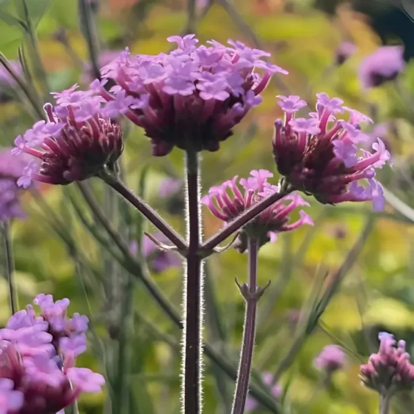 Verbena bonariensis Lollipop 3