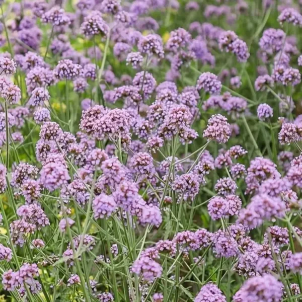 Verbena bonariensis Meteor Shower 1