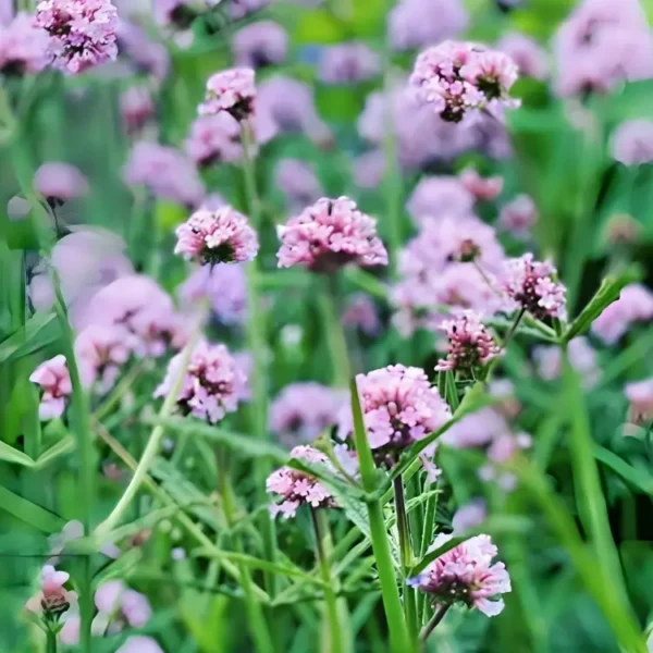 Verbena bonariensis Meteor Shower 2