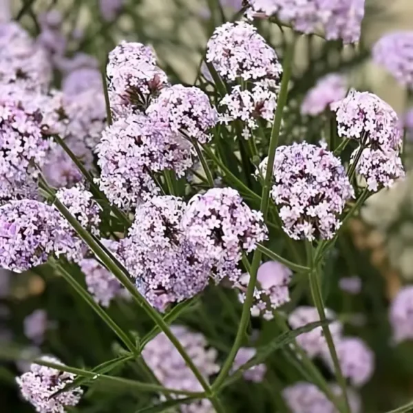 Verbena bonariensis Royal Dreams 1
