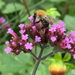 Verbena bonariensis Royal Dreams 3