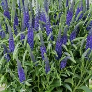 Veronica Anniversary New Blue Spike Speedwell