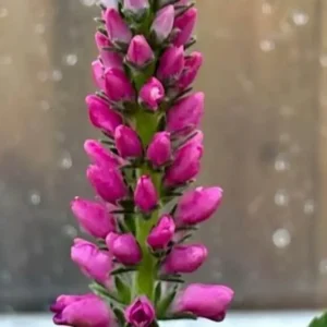 Veronica Anniversary New Rose Spike Speedwell