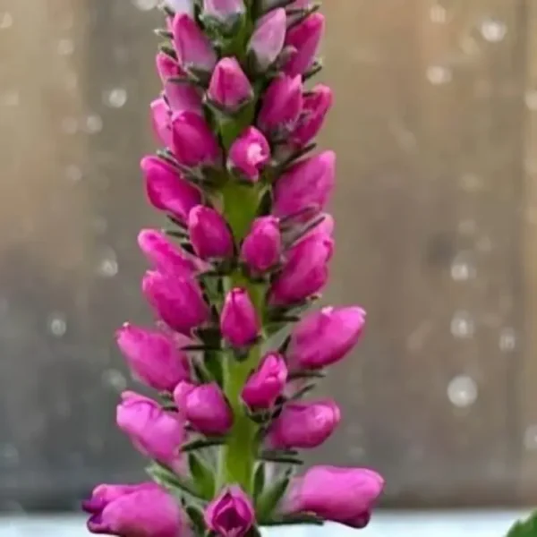 Veronica Anniversary New Rose Spike Speedwell
