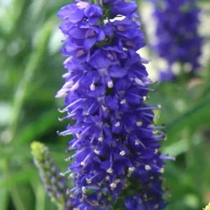 Veronica Moody Blues Dark Blue Spike Speedwell 1 1