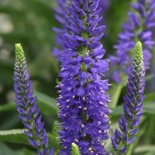 Veronica Moody Blues Dark Blue Spike Speedwell 1