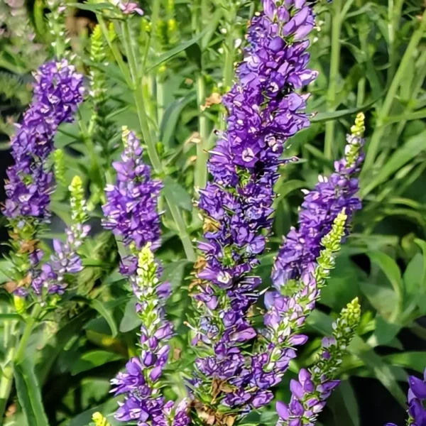 Veronica Moody Blues Dark Blue Spike Speedwell 2