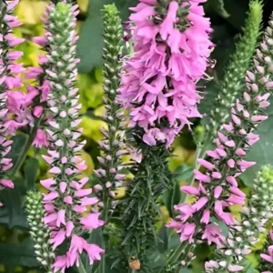 Veronica Moody Blues Pink Spike Speedwell 1