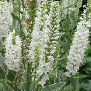 Veronica longifolia Charlotte