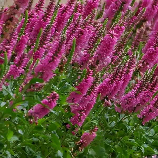 Veronica spicata Bubblegum Candles Spike Speedwell 1