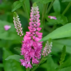 Veronica spicata Bubblegum Candles Spike Speedwell 2