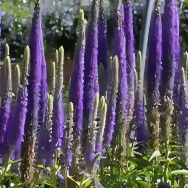 Veronica spicata 'Royal Candles' (Spike Speedwell) - Image 2
