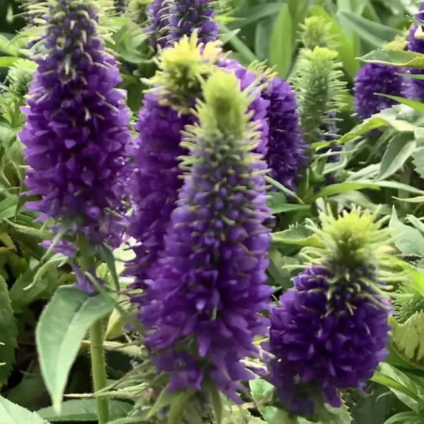 Veronica spicata 'Royal Candles' (Spike Speedwell)