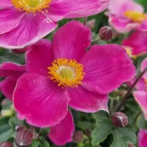 Anemone hupehensis 'Emmy Deep Rose' (Japanese Anemone)