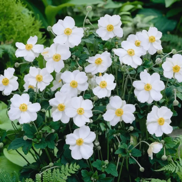 Anemone  x hybrida 'Honorine Jobert'  (Japanese Anemone) - Image 2