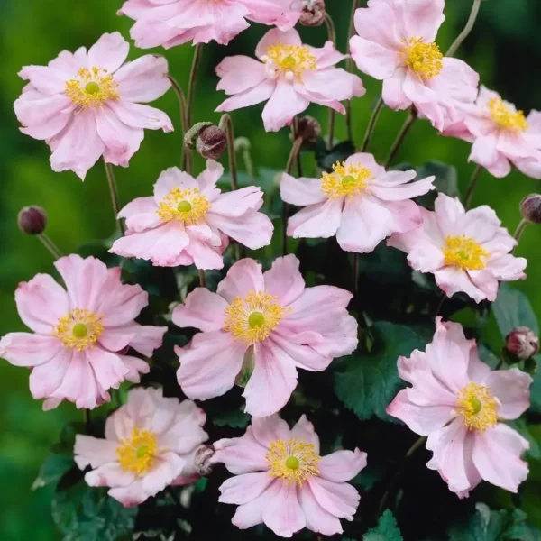 Anemone x hybrida 'Konigin Charlotte' (Japanese Anemone) - Image 2