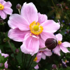 Anemone x hybrida 'Konigin Charlotte' (Japanese Anemone)