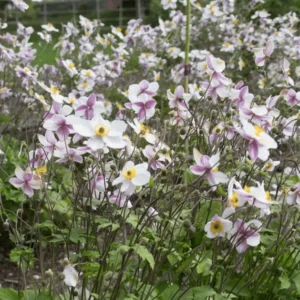 Anemone x hybrida 'Dainty Swan' (Japanese Anemone)